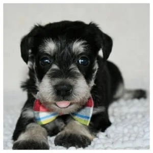 Schnauzer puppies  for rehoming