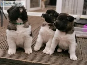 American Akita puppies
