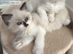 Ragdoll Kittens available