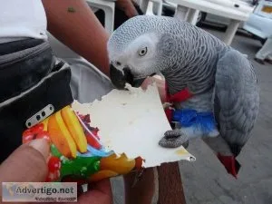 African grey parrot