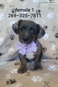 Jack Russell - Mini Poodle mix puppies