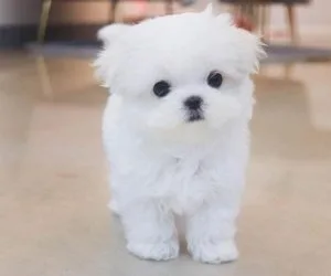 Pure Maltese puppies available.