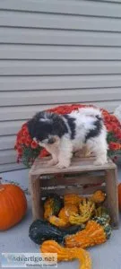 Riley Male Teddy Bear Shih-Chon