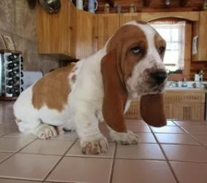 Charming Basset Hound Puppies Available