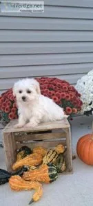 Melody Female Teddy Bear Shih-Chon