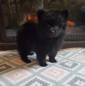 Cute Pomeranian puppies for sale