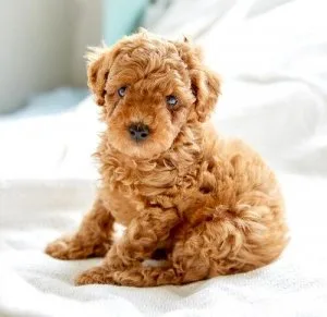 My poodle puppies for sale