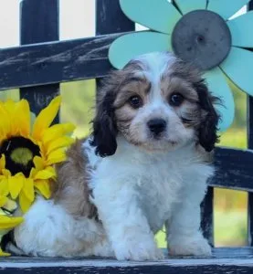 Lovely Cavachon Puppies For Sale..