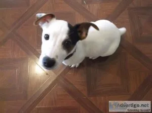 Jack Russell Terrier Puppy For Sale