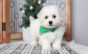 Beautiful Bichon Frise Puppies ready
