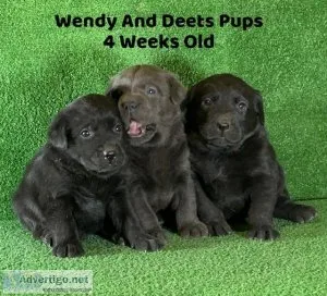 AKC Christmas Lab Puppies
