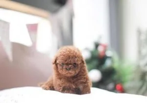 Perfect Toy Poodle puppies Litters