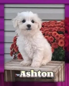 Ashton Male Teddy Bear Shih-Chon