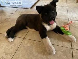 Beautiful 10 month old female American Akita