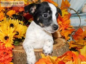 Chicago Rat TerrierHeeler Mix Type Pups
