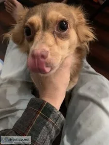 A year old chihuahua female