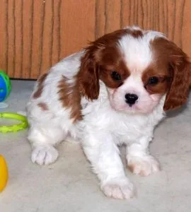Beautiful Cavalier King Charles Spaniel Puppies For Sale.