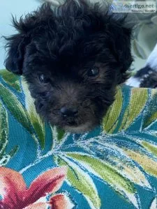 Adorable Puppies
