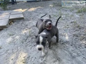 Gorgeous Blue nose puppies