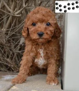 Cockapoo Puppies