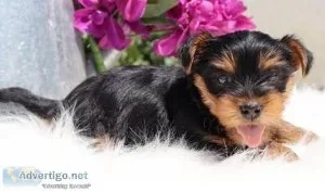 Teacup purebred Yorkshire Terrier puppies