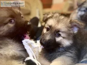 German Shepard Puppies litters available