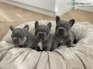 French Bulldog Puppies
