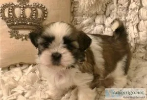 AKC reg. Shih Tzu puppies 3 boys and 2 girls