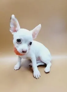 Well Socialized Chihuahua Puppies For Sale
