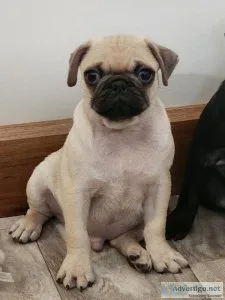 Piper