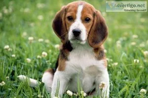 intelligent Beagle puppies