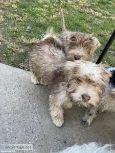 Puppy In Search of Furever Home