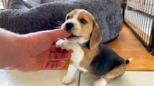 beagle puppies