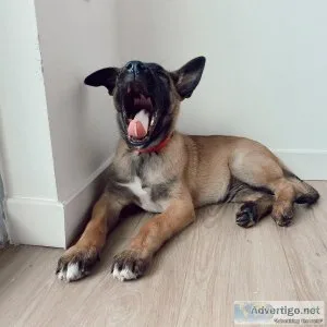 Belgian Malinois puppies Puppies