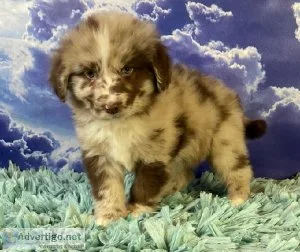 Lola Female Newfoundland Mix