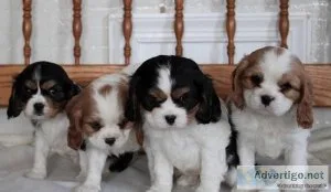 Pure Cavalier king charles spaniel Puppies litters ready