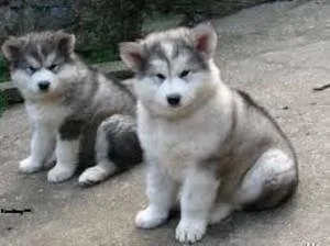 Alaskan Puppies for rehoming