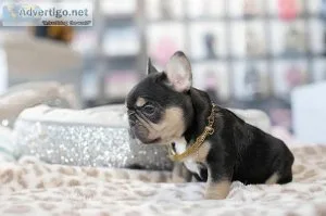 Bulldog FRAN&CcedilAIS &agrave vendre