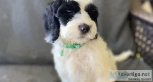 Spoodle boys