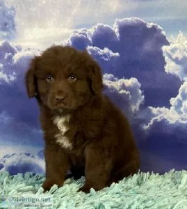 Chase male Newfoundland Mix