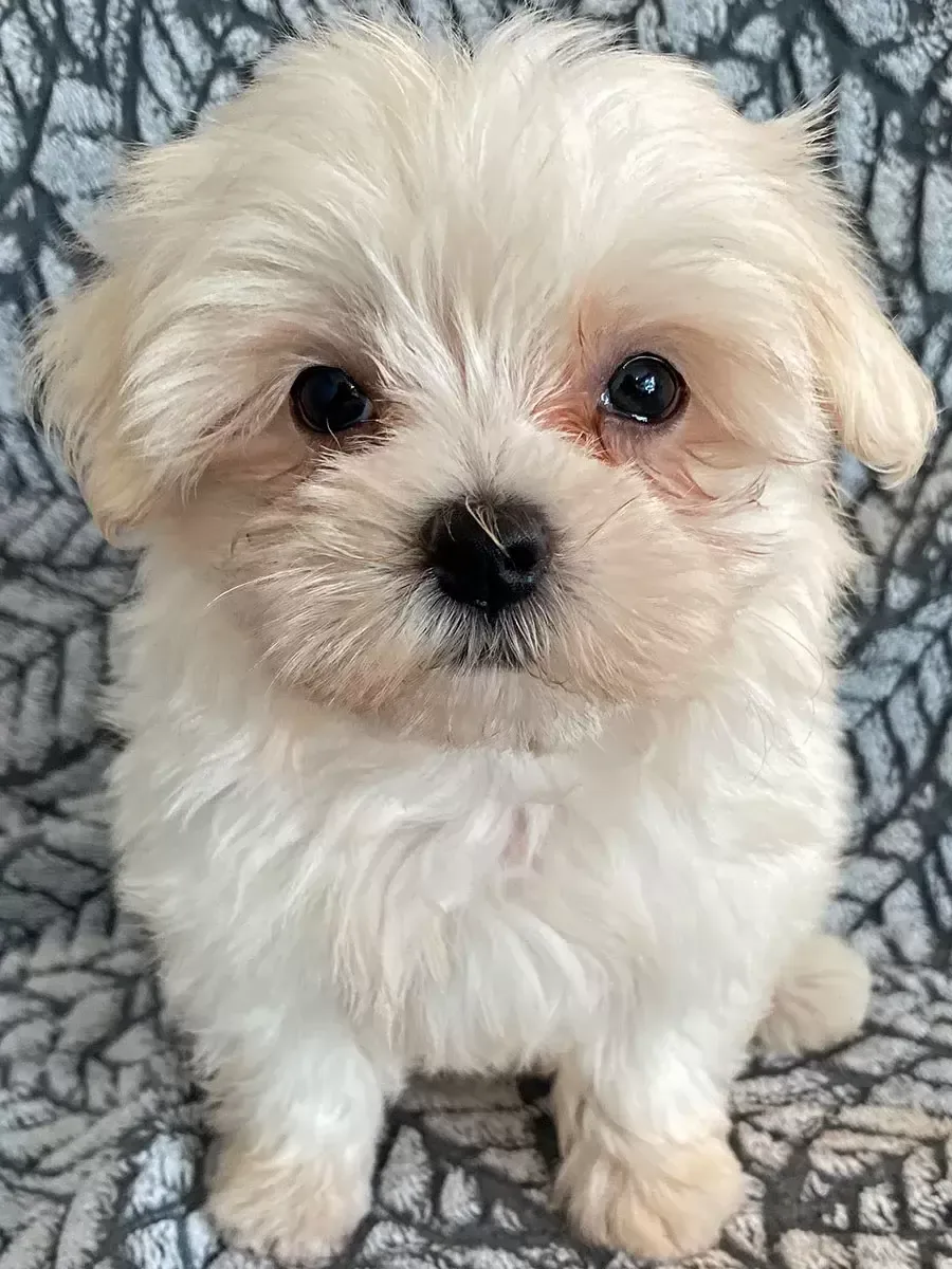 Maltese puppies
