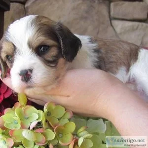 Outstanding Cavachon pups for sale