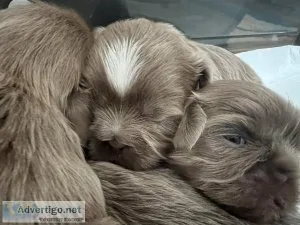 AKC Shih Tzu puppies ready by Xmas