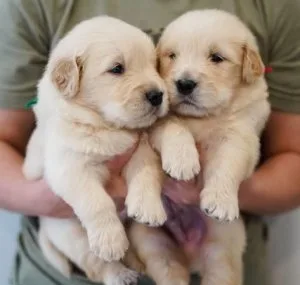 Pure Golden Retriever puppies