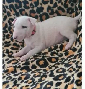 Purebred Bull Terrier puppies