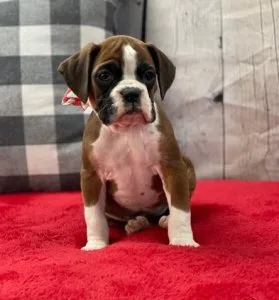 Strong Boxer puppies Litters