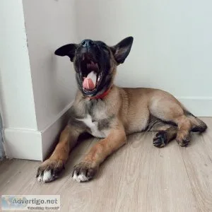 We have a gorgeous litter of Belgian Shepherd Malinois puppies.