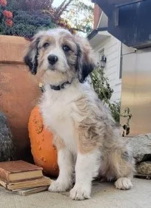 Healthy Aussie Doodle Puppies Available