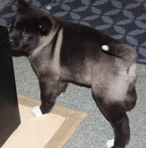 Gorgeous Akita Puppies Available