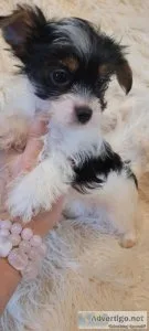 Yorkie